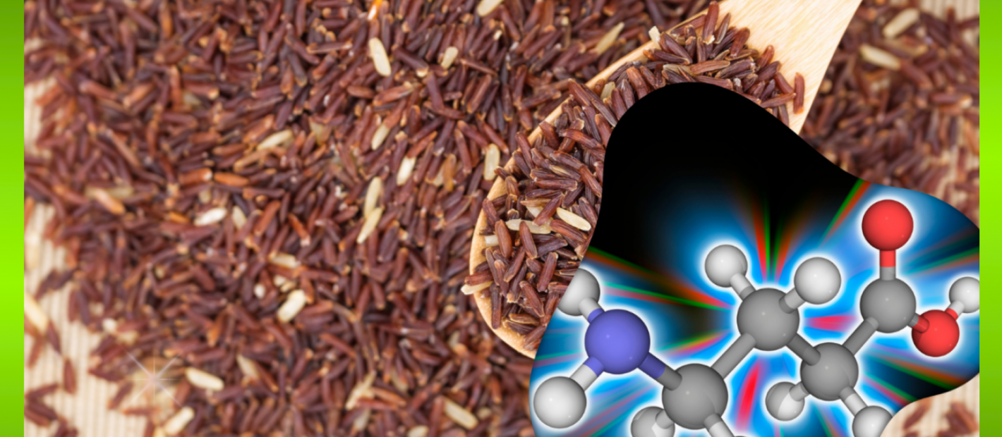 Ảnh hưởng của việc ngâm và xử lý khí đến hàm lượng GABA trong gạo lứt