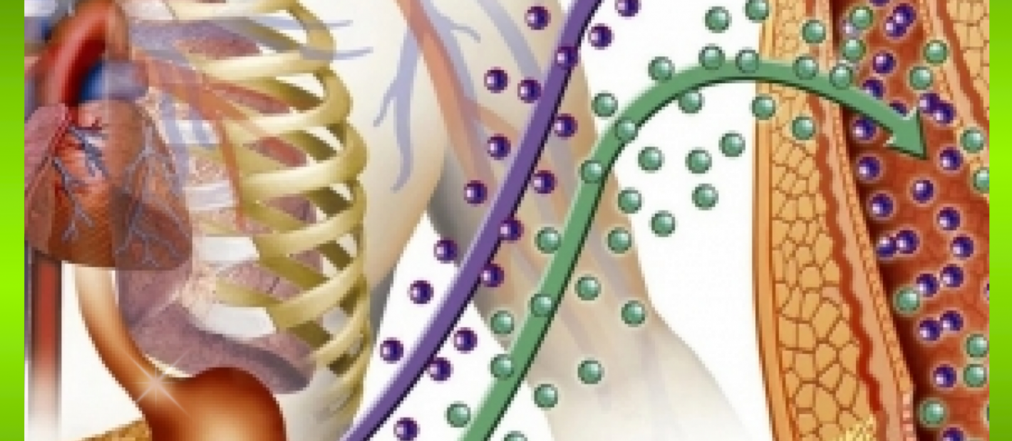 Vai trò của GABA với sức khỏe con người