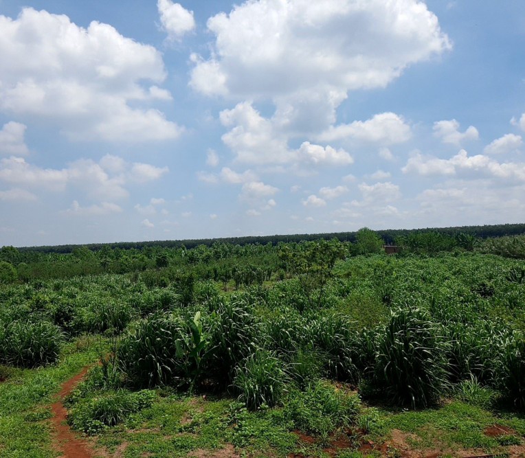 Nông trại Organic Tiêu chuẩn USDA và EU